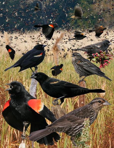 Red Winged Blackbird